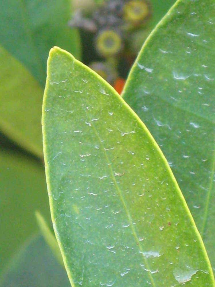              Margin (Winter Haven, FL)       